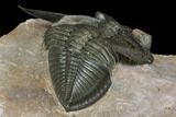 Uncommon Odontochile Trilobite - Lghaft, Morocco #146768-5